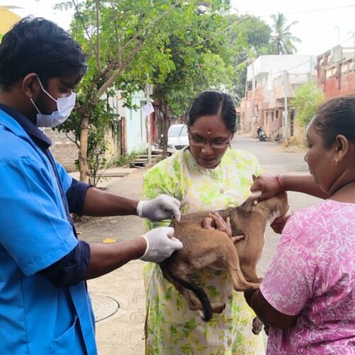 free stray dog vaccination drive