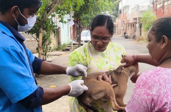 free stray dog vaccination drive