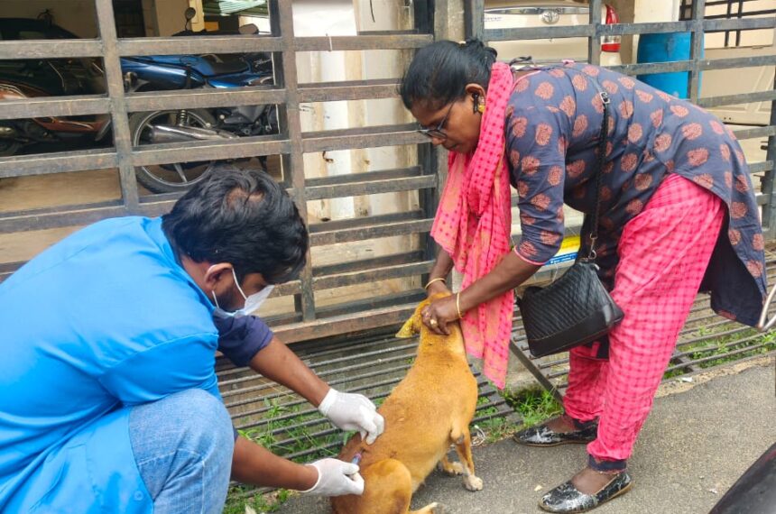 September Highlights: Record-Breaking Month for Animal Rescue and Care at Bark India
