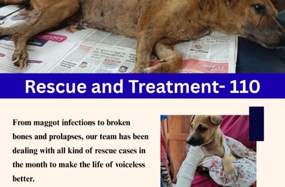 December 2025: A Month of Hope, Healing & Humanity