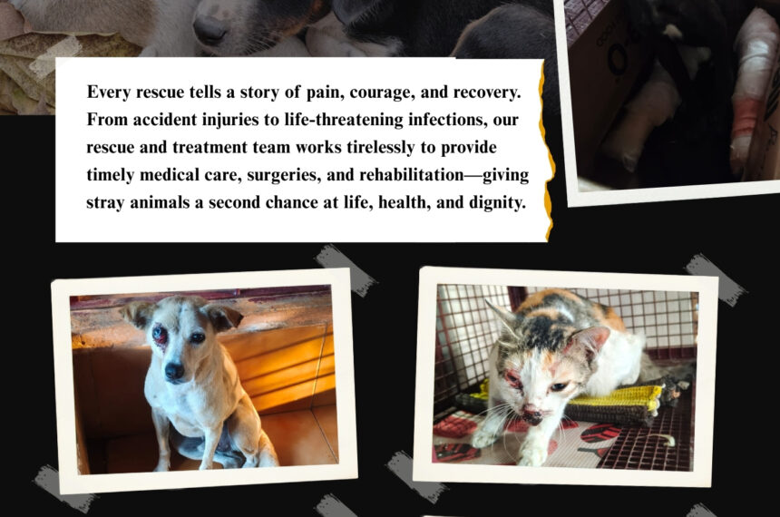 Help needy strays: Be their voice- Donate!